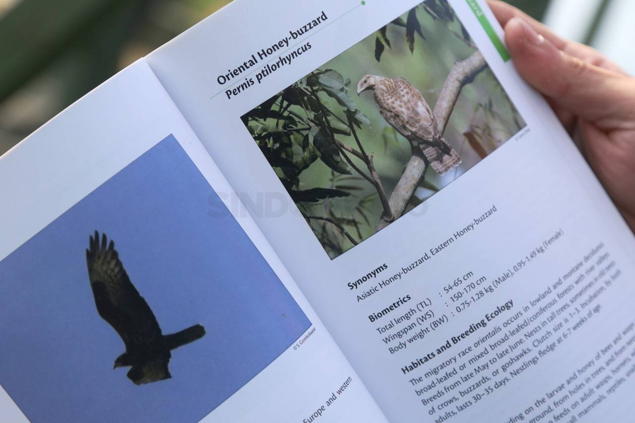 Mengamati Migrasi Burung...