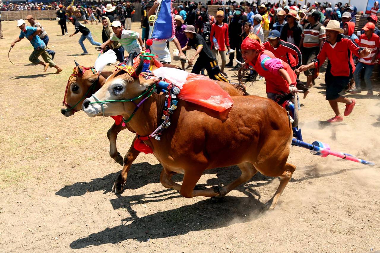 Karapan Sapi Piala Presiden...