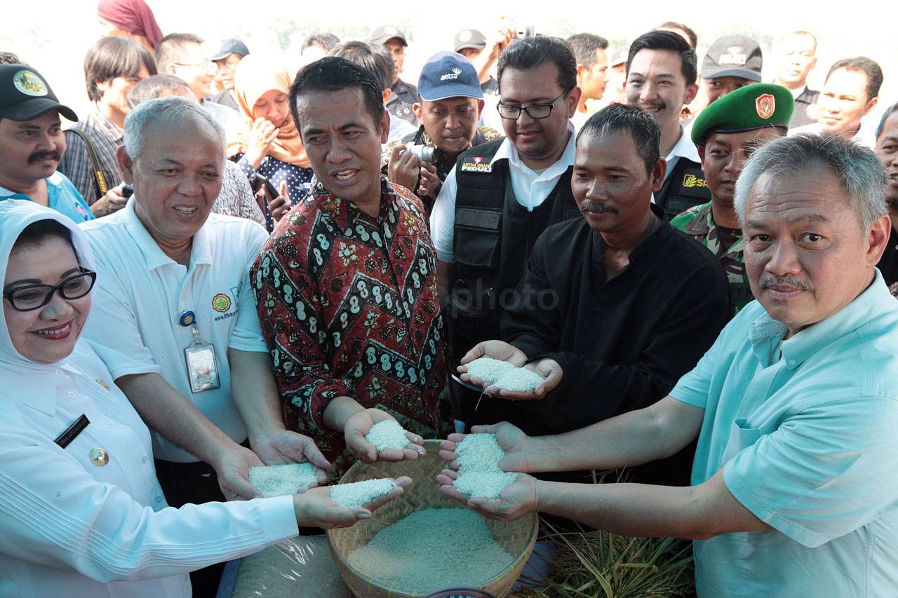 Mentan Panen Padi Hibrida...