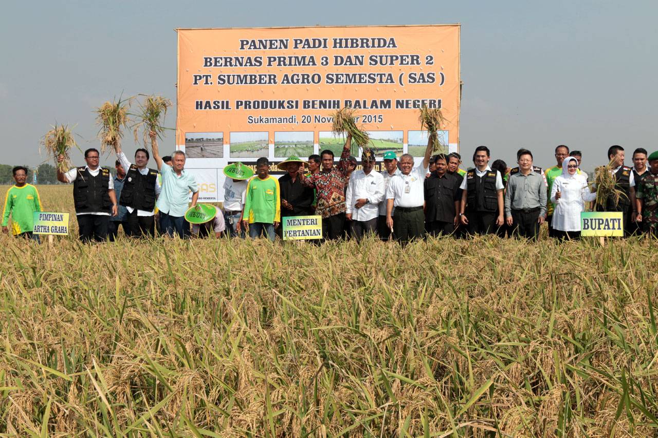 Mentan Panen Padi Hibrida...