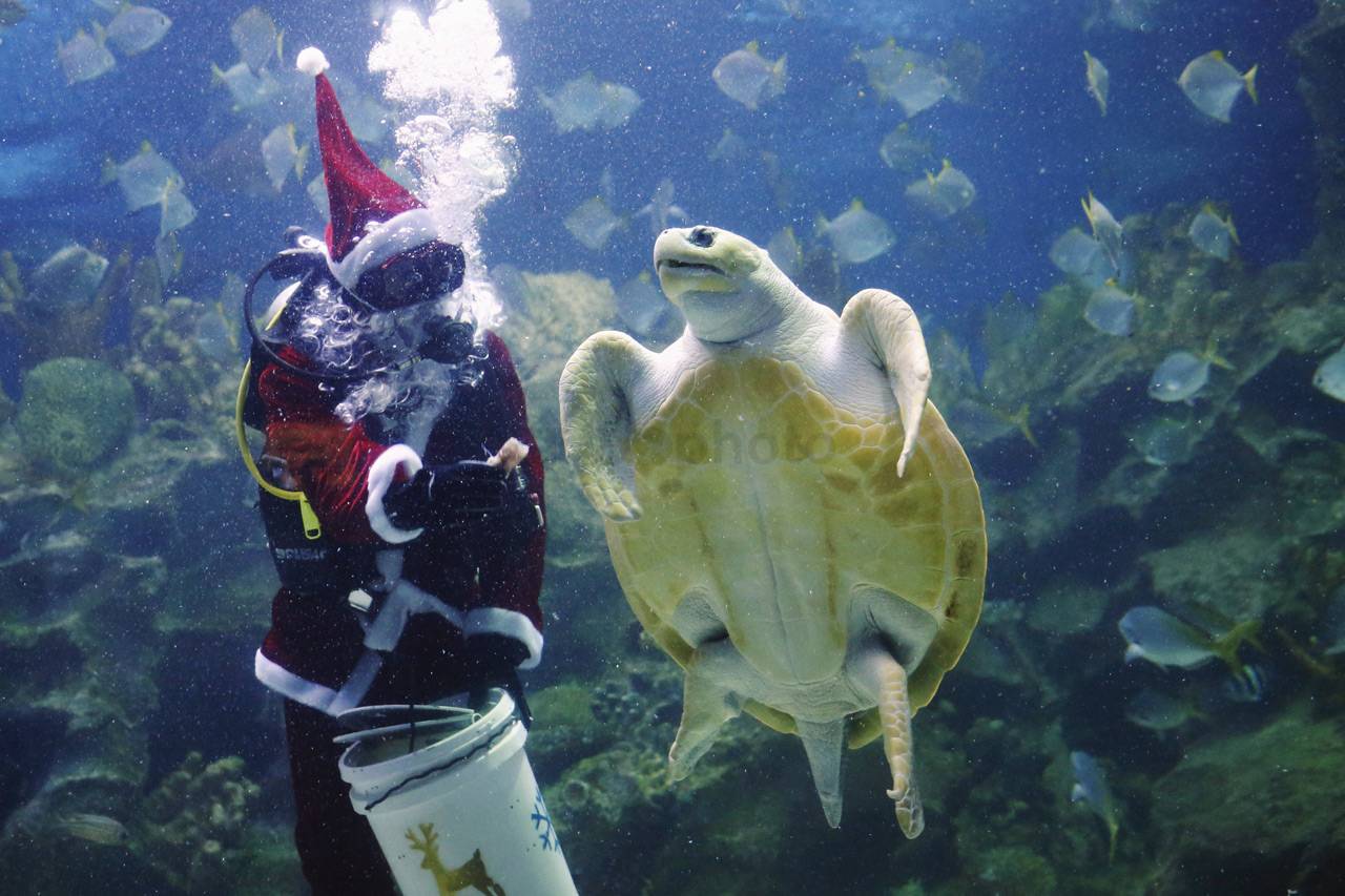 Sambut Natal, Santa...