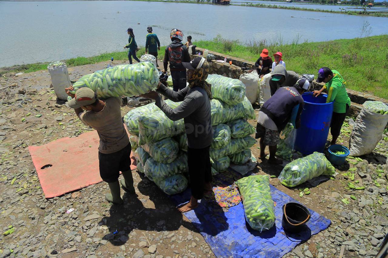 Petani di Kabupaten...