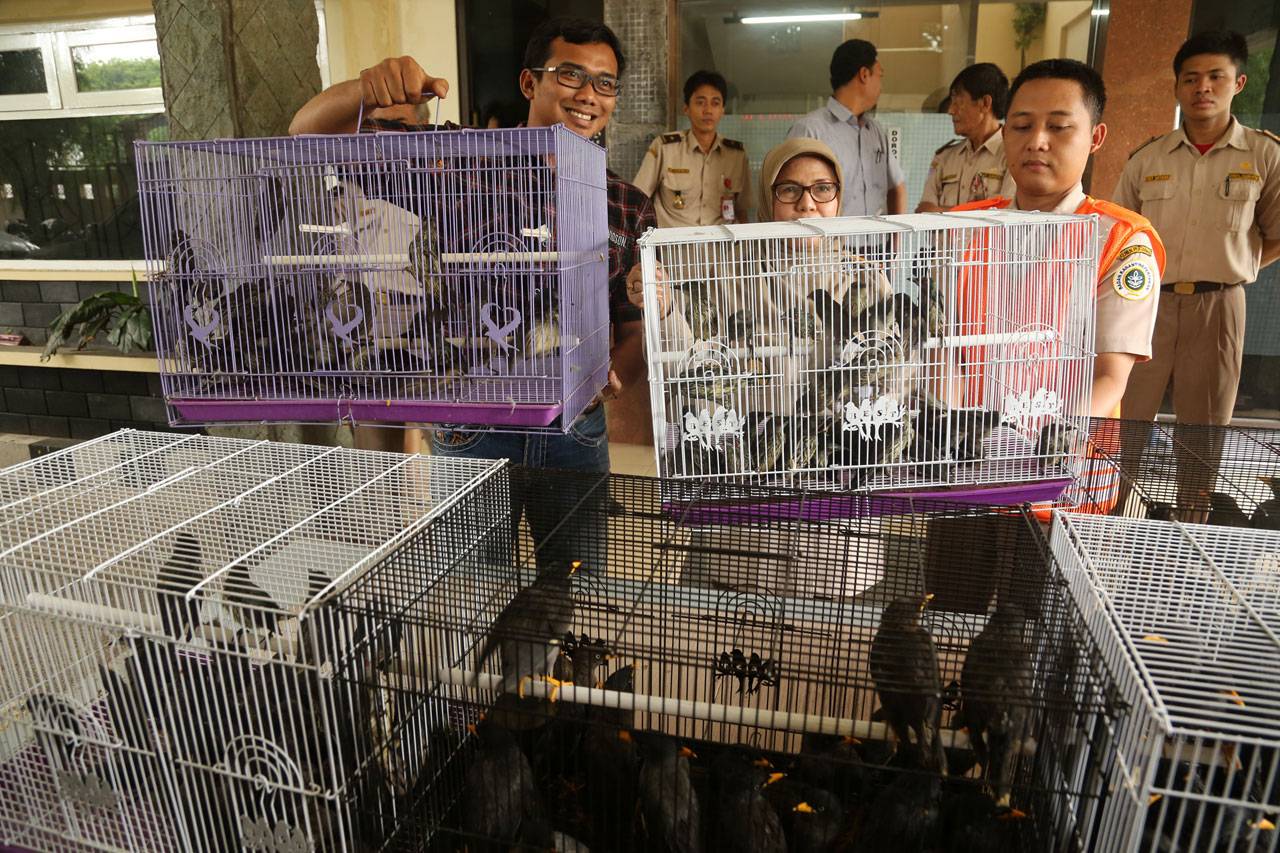 Ratusan Burung Jalak...