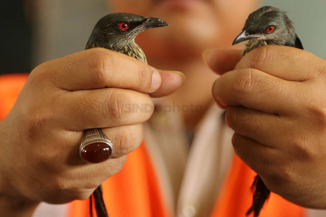 Ratusan Burung Jalak...