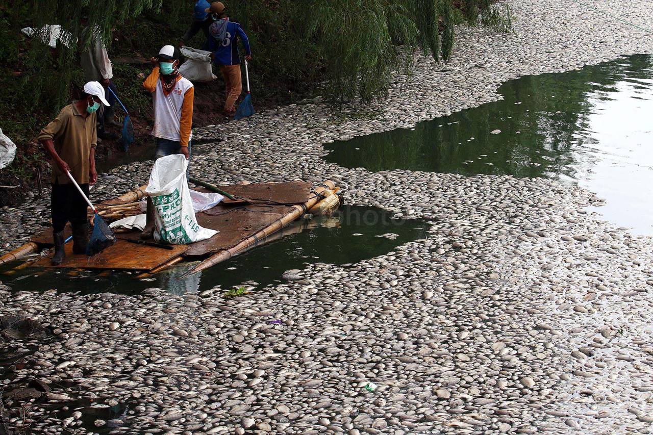 Ribuan Ikan Mati di...