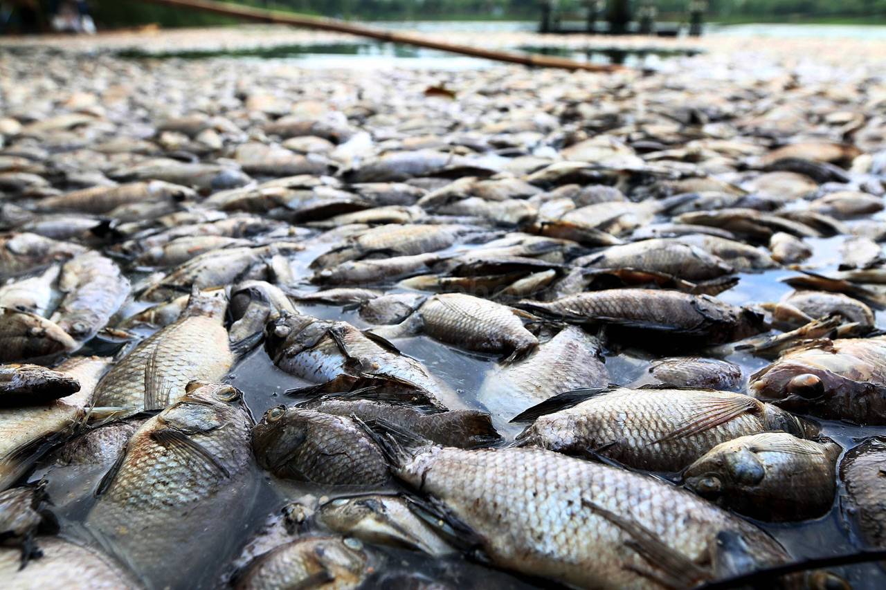 Ribuan Ikan Mati di...