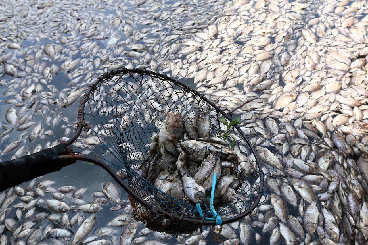 Ribuan Ikan Mati di...