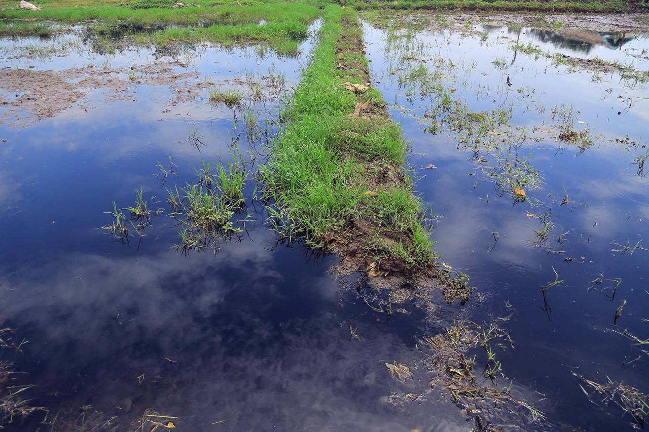 Aksi Tanam Padi di Sawah...