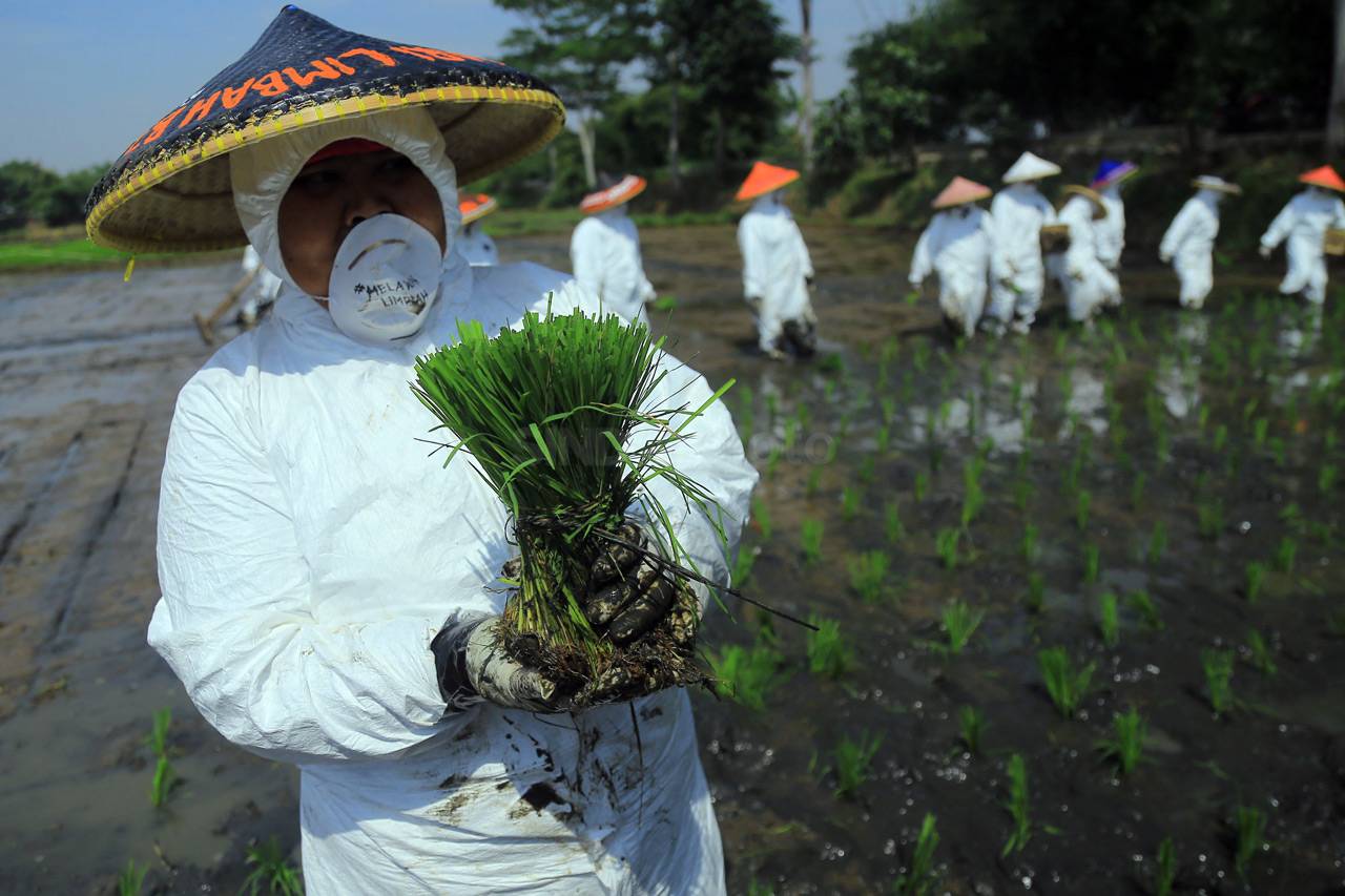 Aksi Tanam Padi di Sawah...