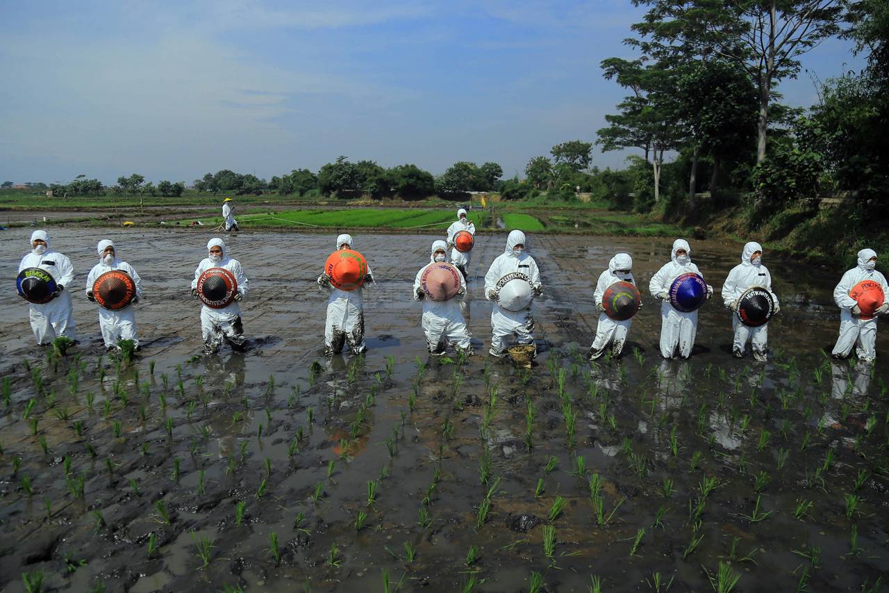 Aksi Tanam Padi di Sawah...