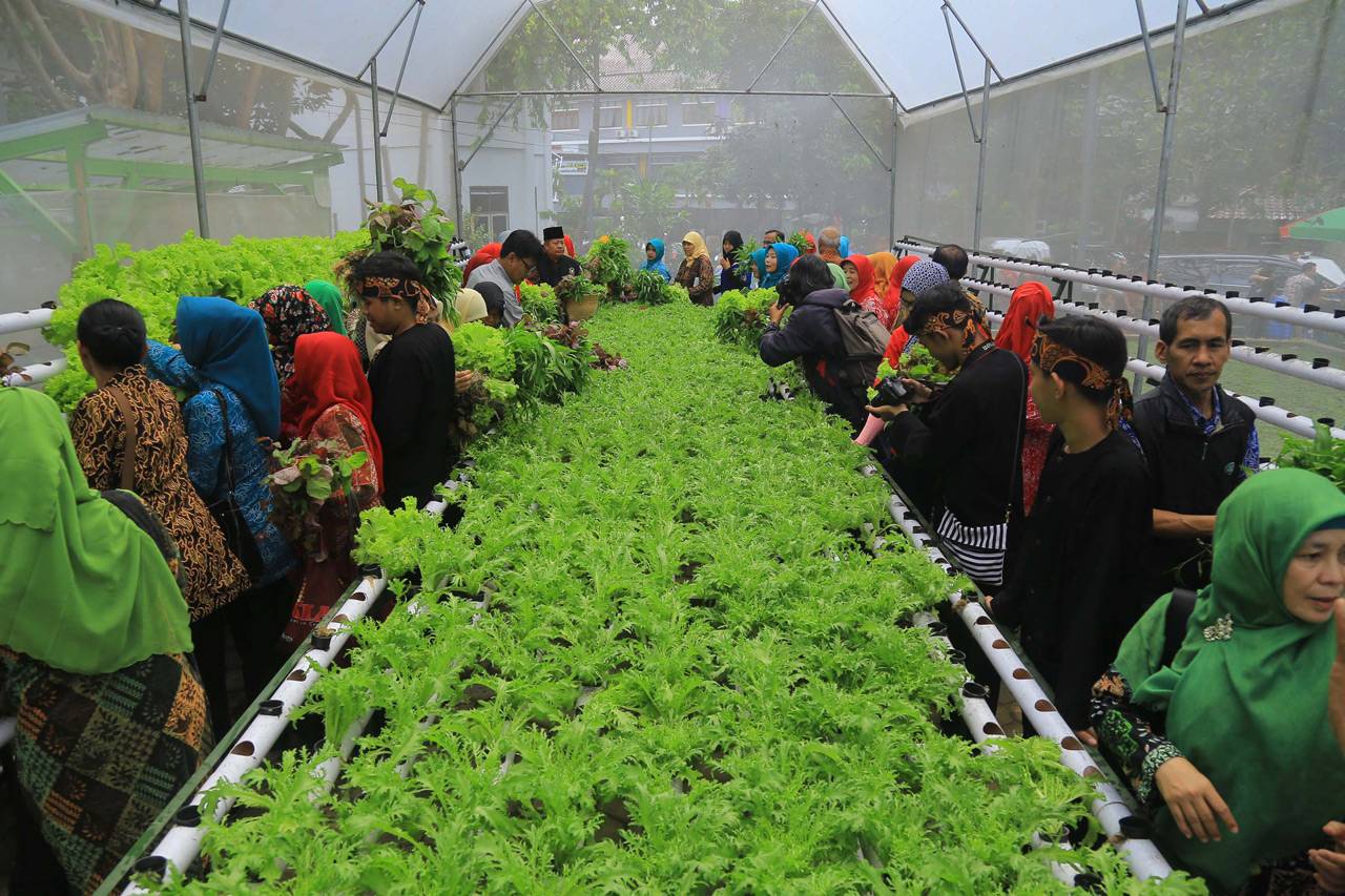 Panen Perdana Tanaman...