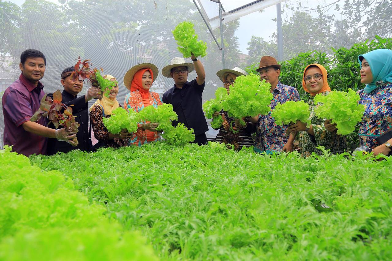 Panen Perdana Tanaman...