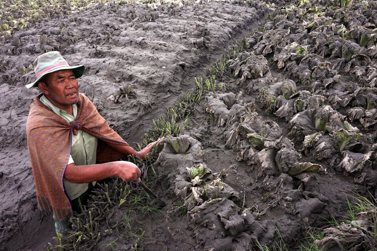 Petani di Probolinggo...