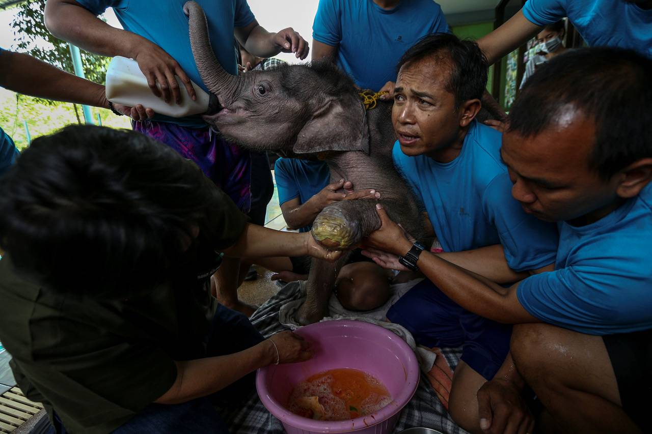 Terkena Jerat, Anak...