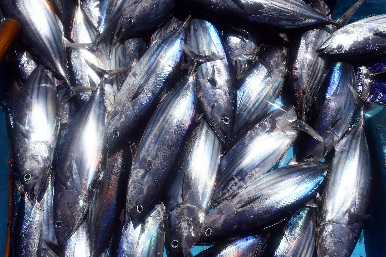Berburu Tuna di Larantuka