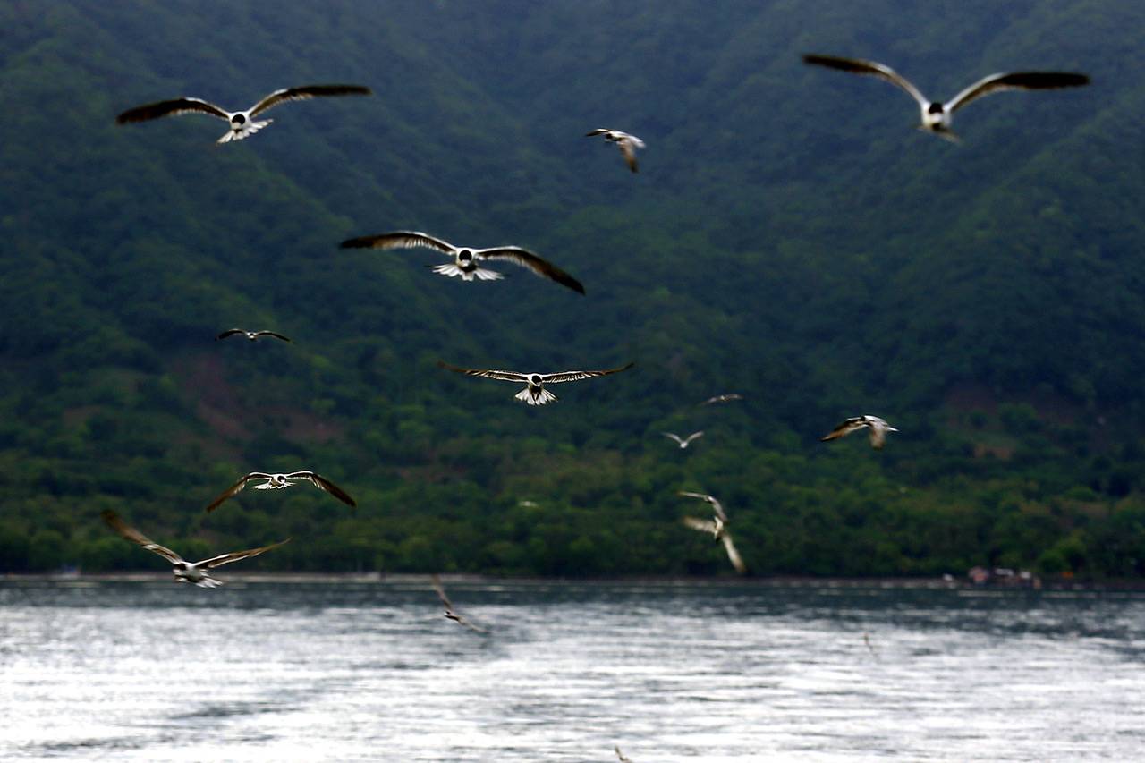 Berburu Tuna di Larantuka