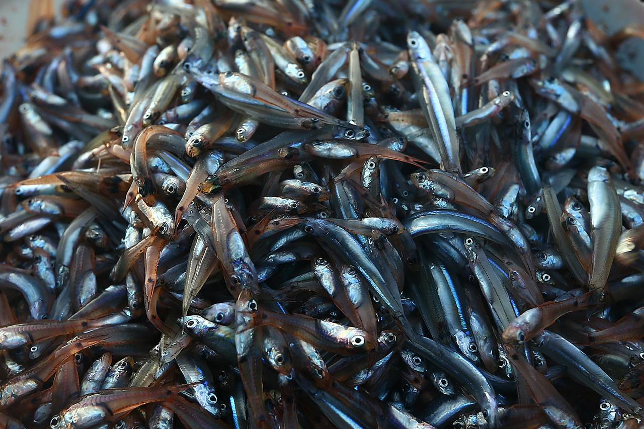 Berburu Tuna di Larantuka