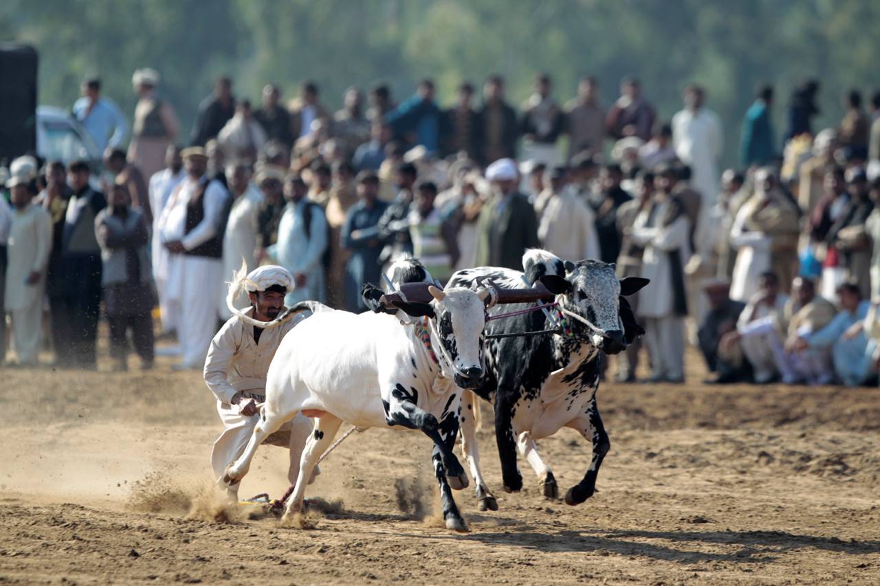 Balapan Sapi di Pakistan