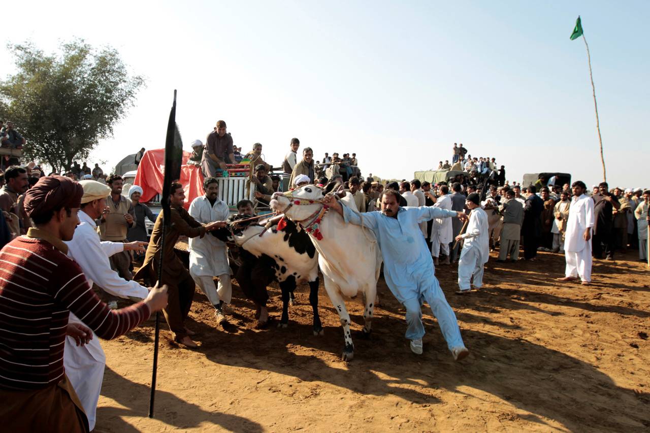 Balapan Sapi di Pakistan