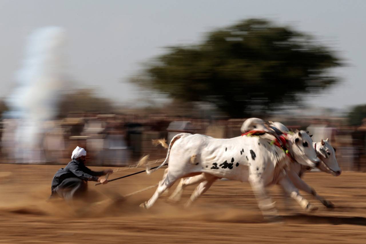 Balapan Sapi di Pakistan