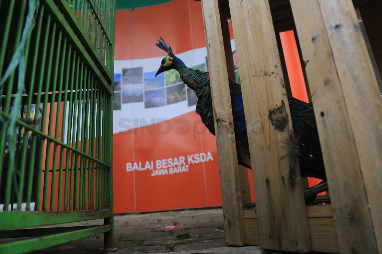 BBKSDA Jabar Serahkan...
