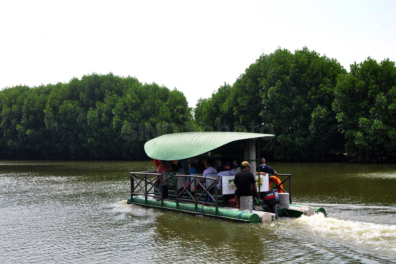 Menikmati Tracking Mangrove...