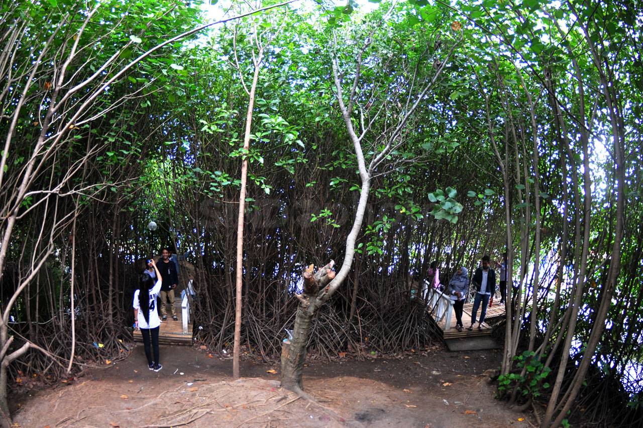 Menikmati Tracking Mangrove...