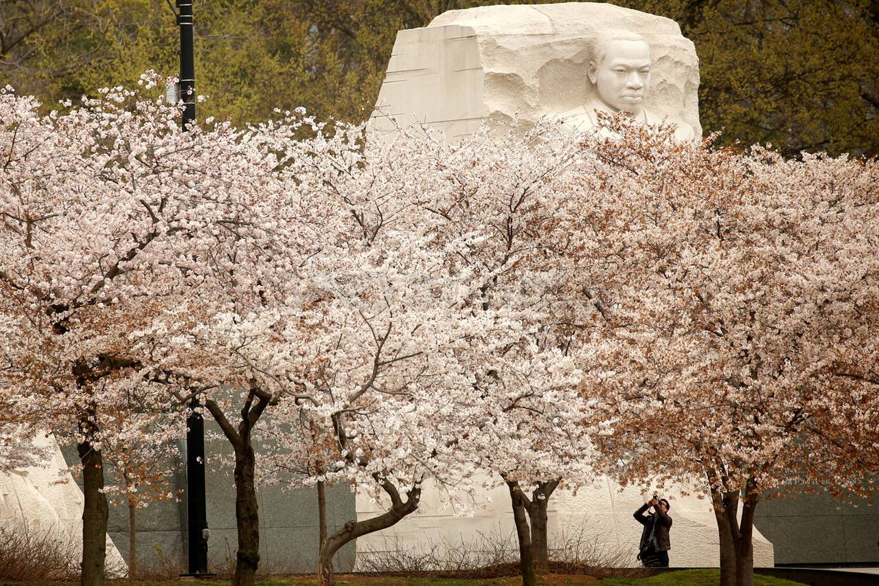 Sakura Mekar di Washington