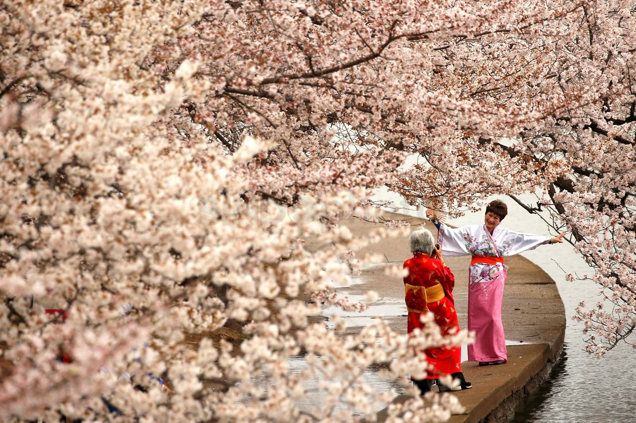 Sakura Mekar di Washington