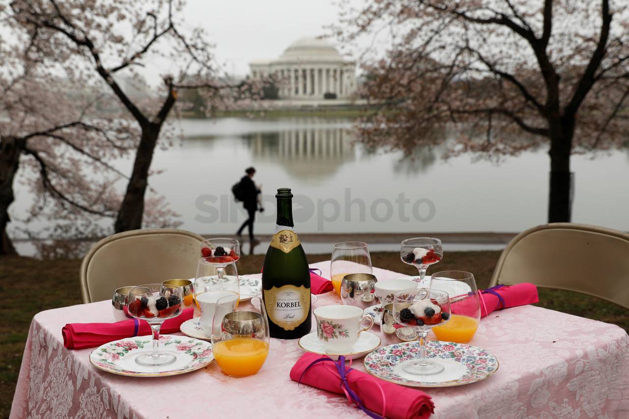Sakura Mekar di Washington