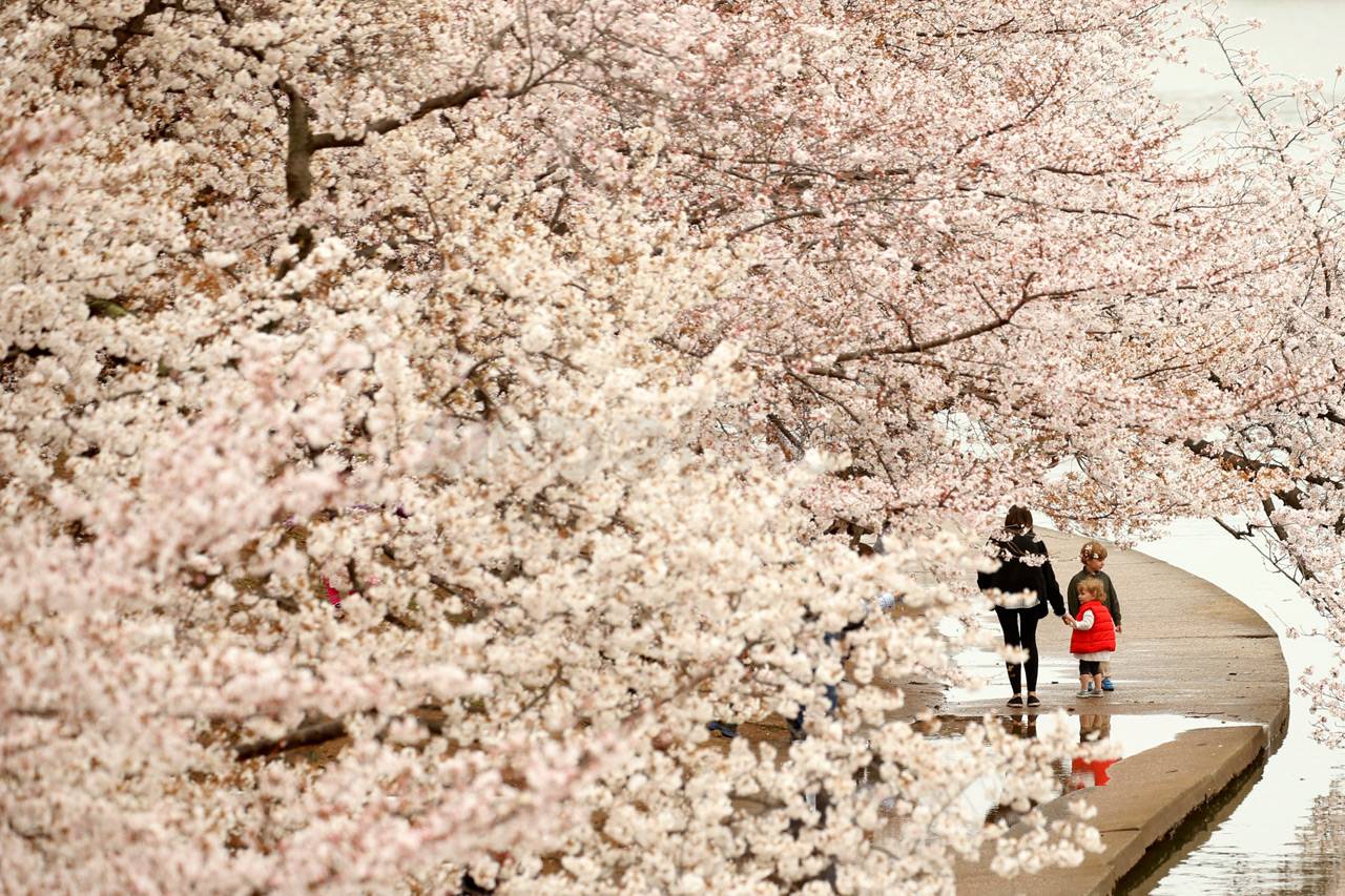 Sakura Mekar di Washington
