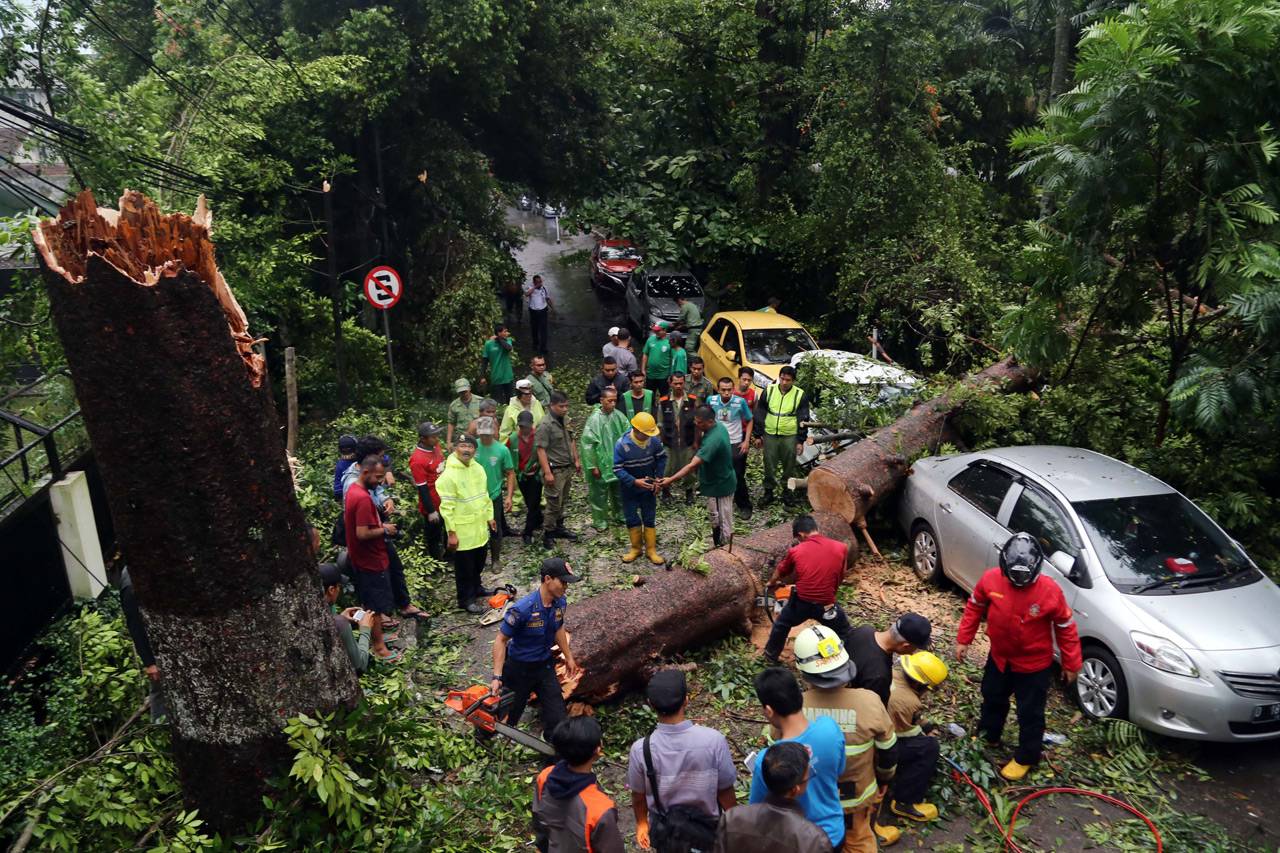 Pohon Tumbang dan Hujan...