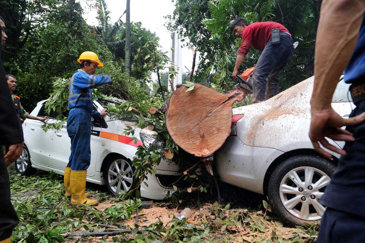 Pohon Tumbang dan Hujan...