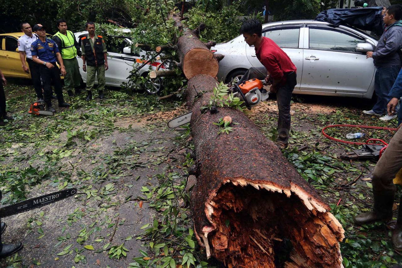 Pohon Tumbang dan Hujan...
