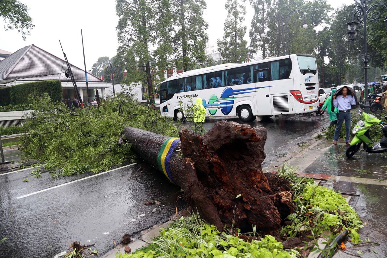 Pohon Tumbang dan Hujan...