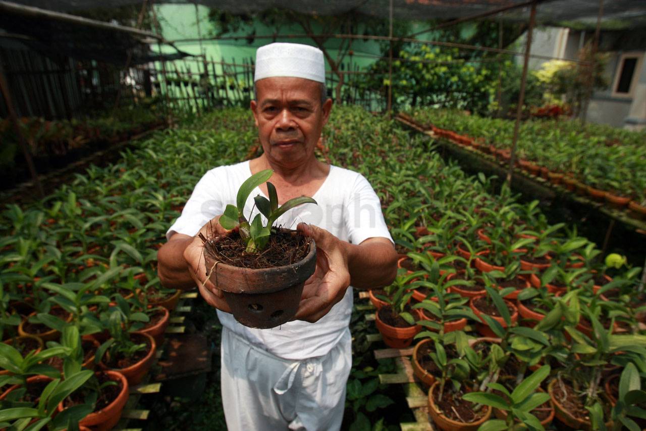 Budidaya Anggrek di...