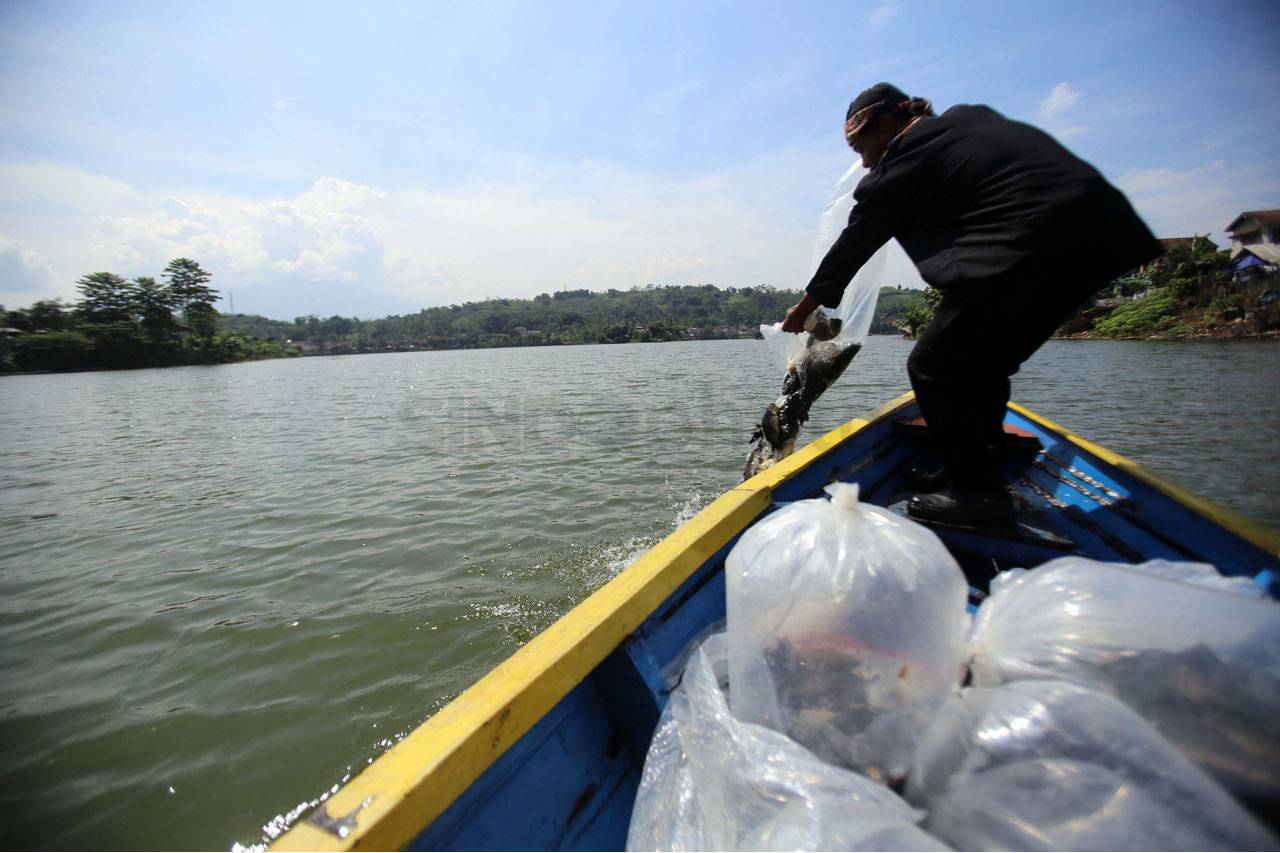 Tebar Ikan Ngarumat...