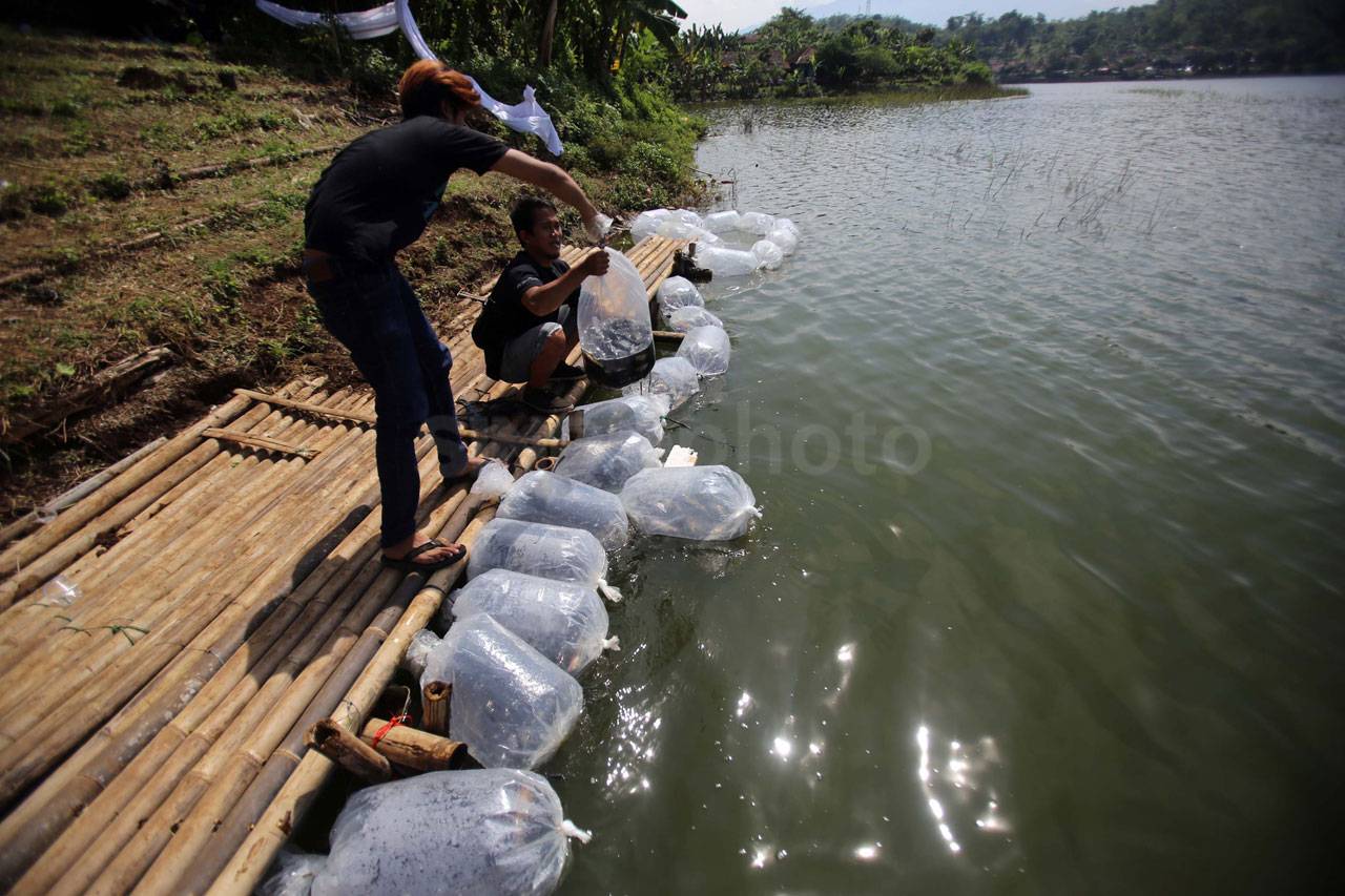 Tebar Ikan Ngarumat...