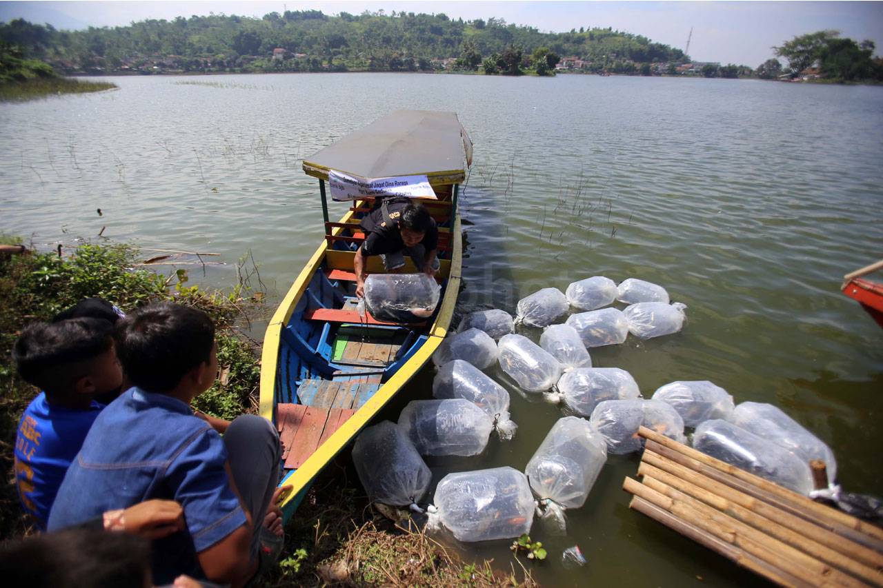 Tebar Ikan Ngarumat...