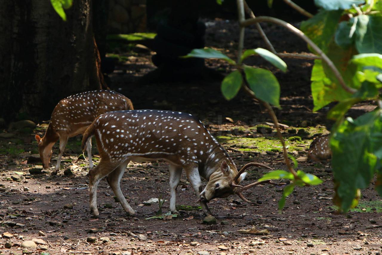 Edukasi Fauna di Taman...