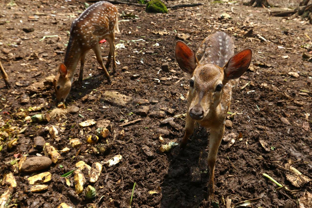 Edukasi Fauna di Taman...