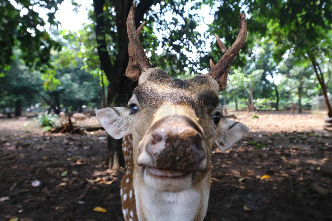 Edukasi Fauna di Taman...