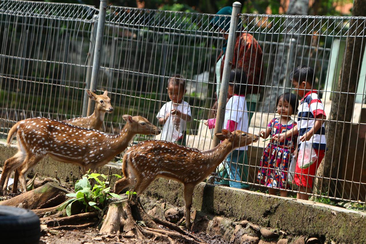 Edukasi Fauna di Taman...