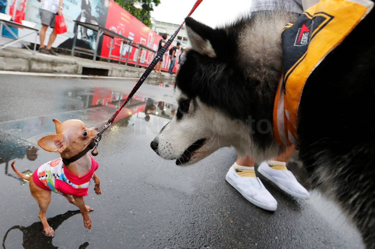Ratusan Anjing Ikuti...