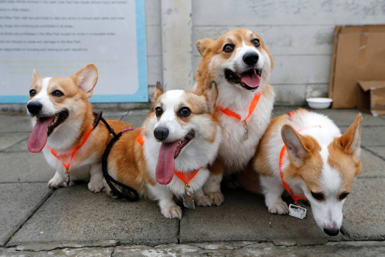 Ratusan Anjing Ikuti...