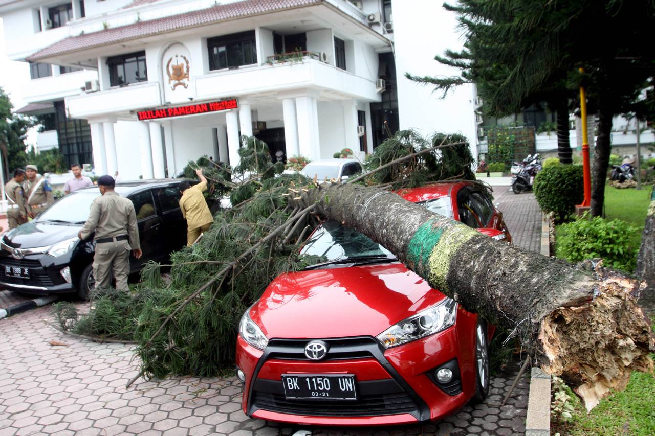 Pohon Tumbang Timpa...