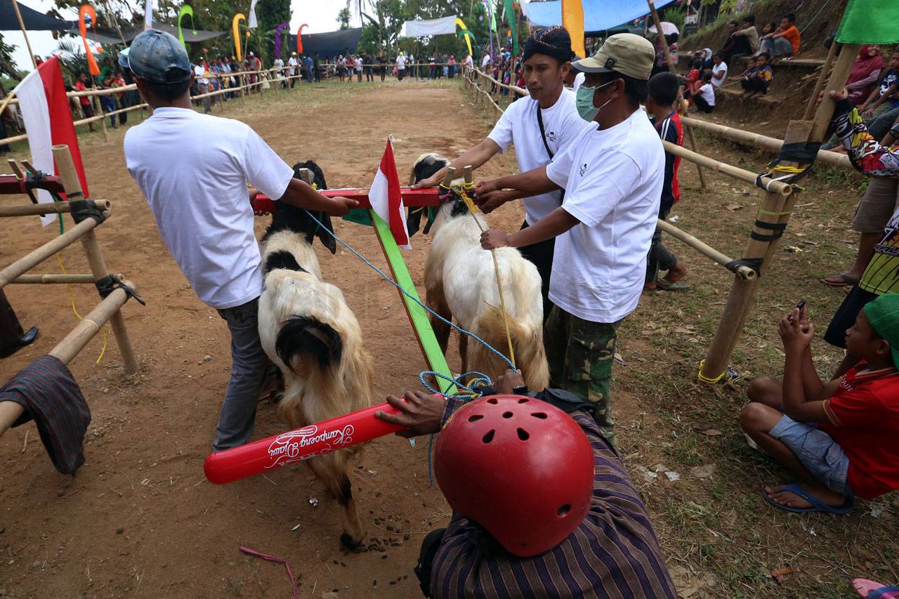Serunya Nonton Karapan...