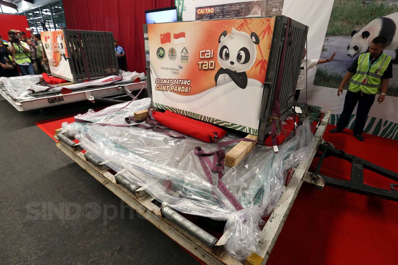 Giant Panda Cai Tao...