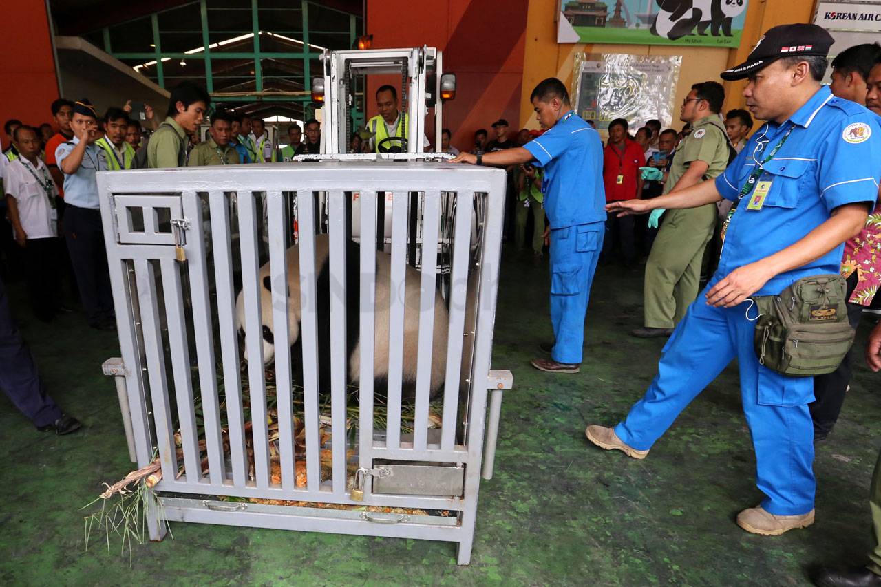 Giant Panda Cai Tao...