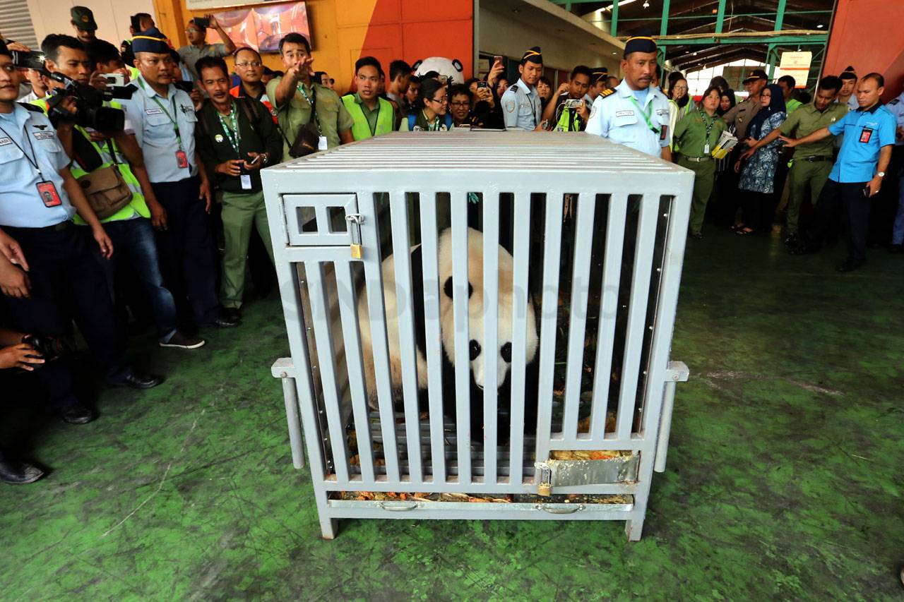 Giant Panda Cai Tao...